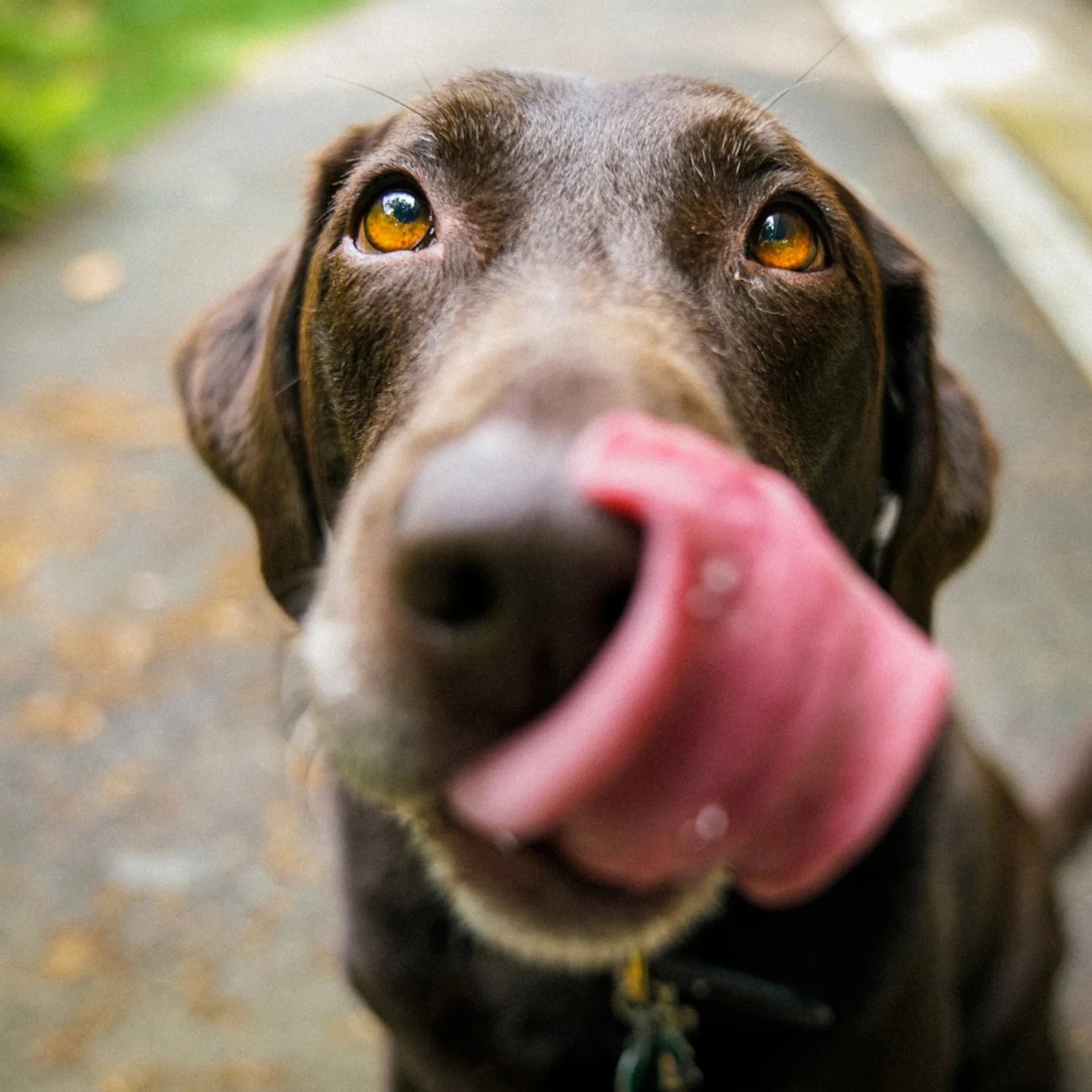 How to pick the right food for your furry friend!